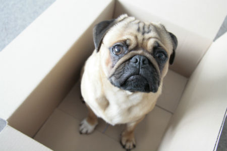 Überraschungs-Box-Boom für Hunde